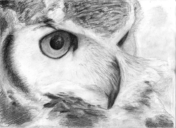 Рисунки для срисовки Сова легко