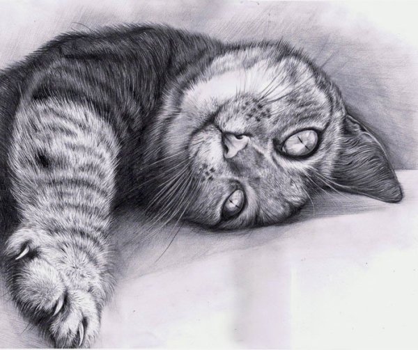 Кошка простым карандашом