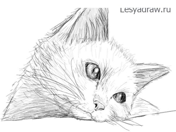 Рисунки котят карандашом для начинающих