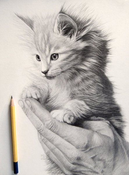 Кот карандашом