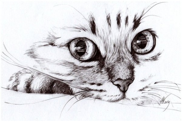 Кошка карандашом