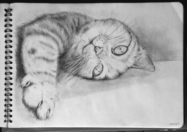 Нарисовать кота карандашом