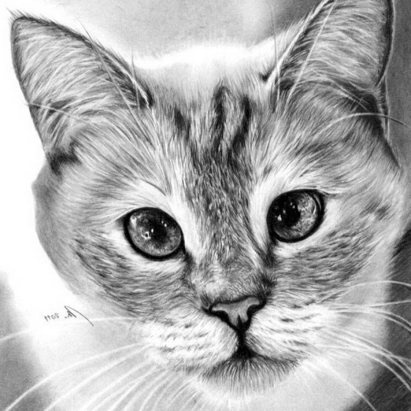 Котик карандашом