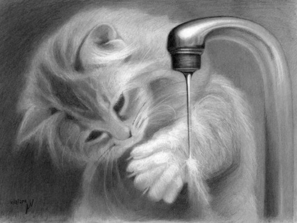 Кошка карандашом