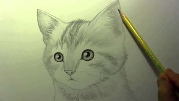 Котики для срисовки карандашом