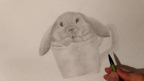 Милый кролик для срисовки