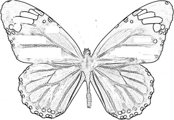 Бабочка эскиз рисунок