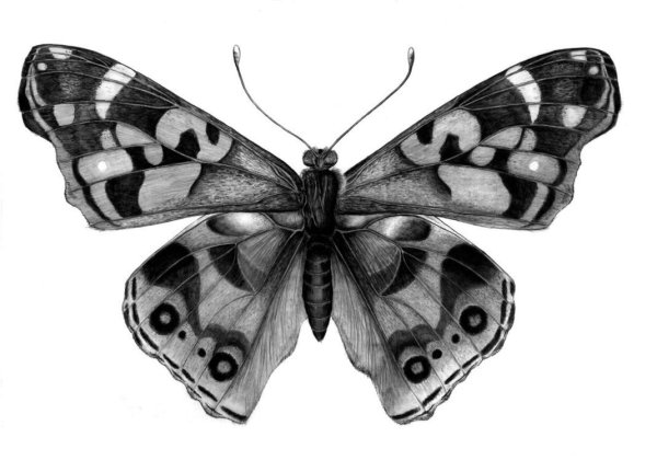 Бабочка рисунок