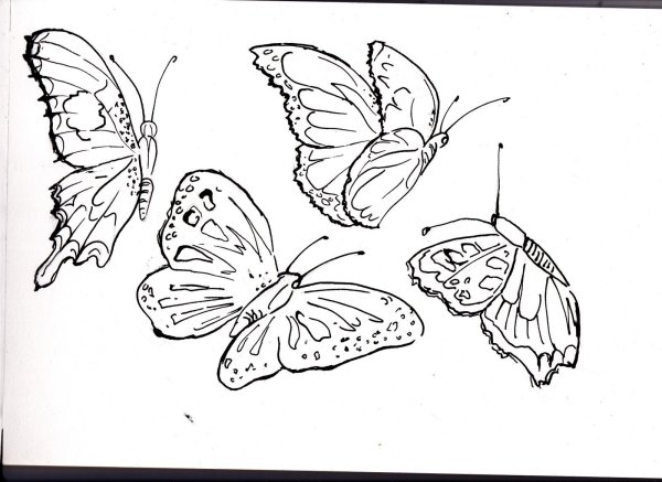 Бабочка для срисовывания