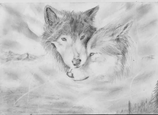 Картинки волка карандашом
