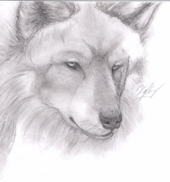 Морда волка с розой