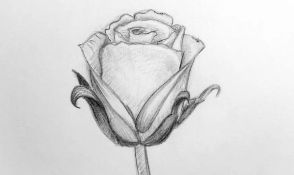 Роза рисунок