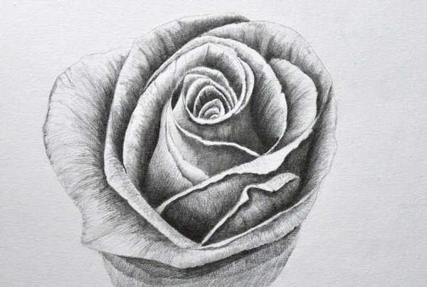 Рисунок розы карандашом для срисовки