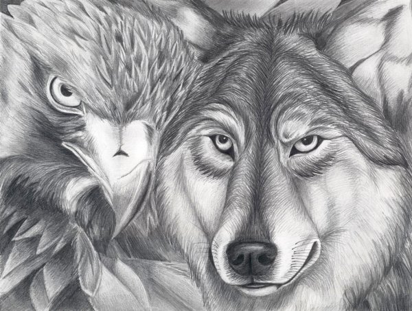 Волк Графика карандашом