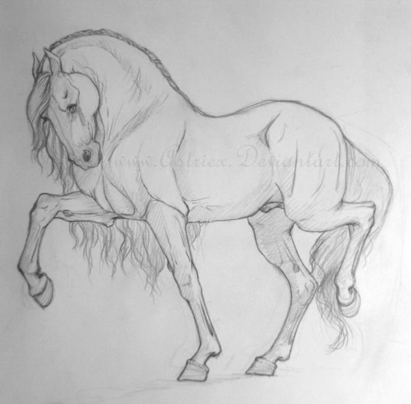 Лошадь рисунок карандашом