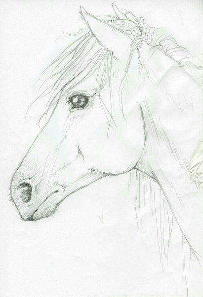 Лошадь карандашом для срисовки