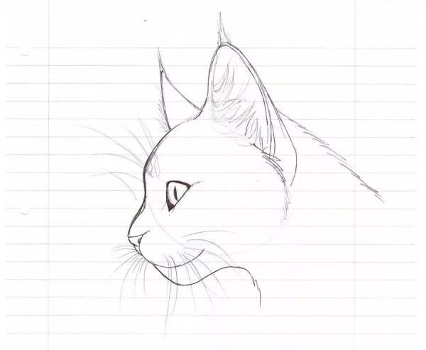 Рисунки котов карандашом