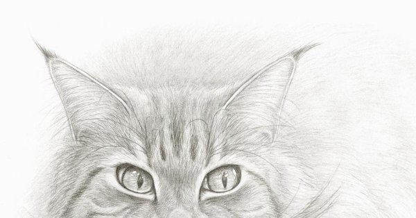 Портрет кошки карандашом