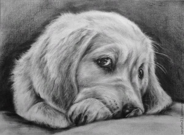 Картинки собак карандашом