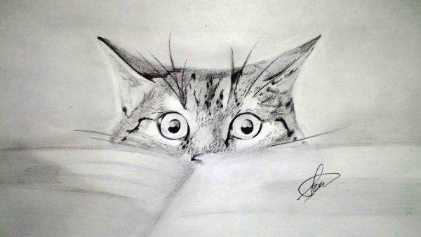 Раскраска котенок с сердечком