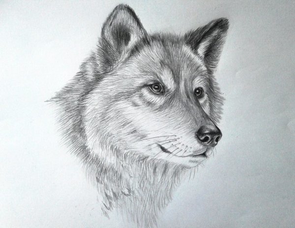 Рисование карандашом