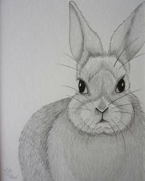 Кролик рисунок карандашом