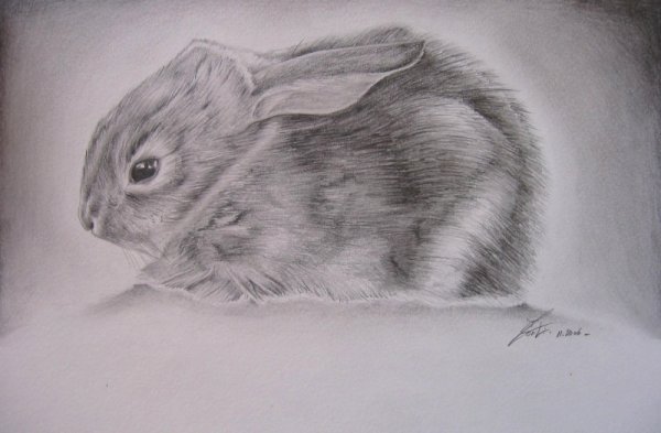 Кролик рисунок карандашом