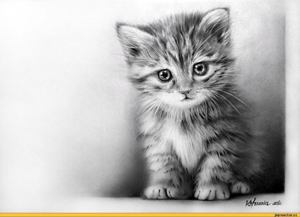 Котенок рисунок