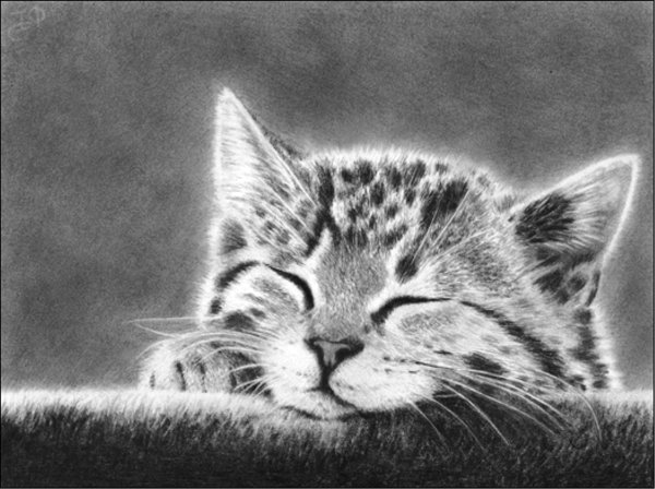 Котенок реалистичный рисунок