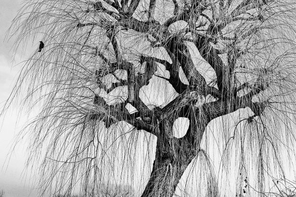 Деревья в графике