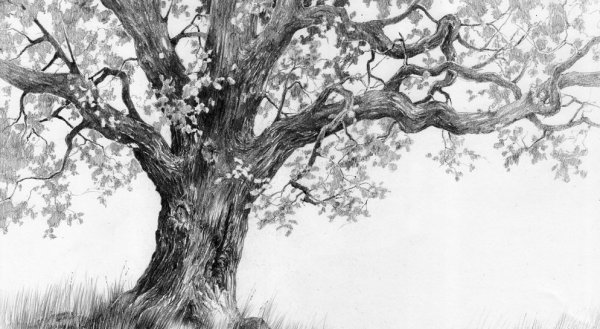 Дерево рисунок