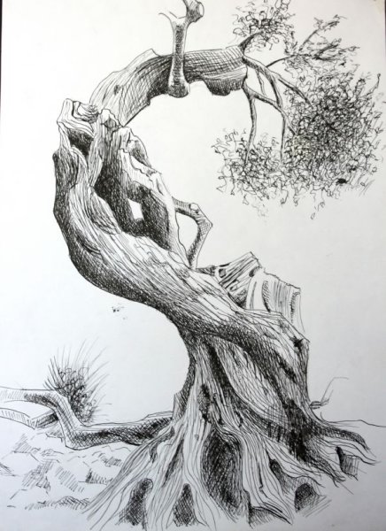 Дом на дереве карандашом