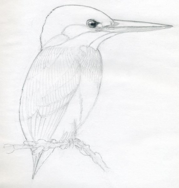 Красивые Наброски птиц