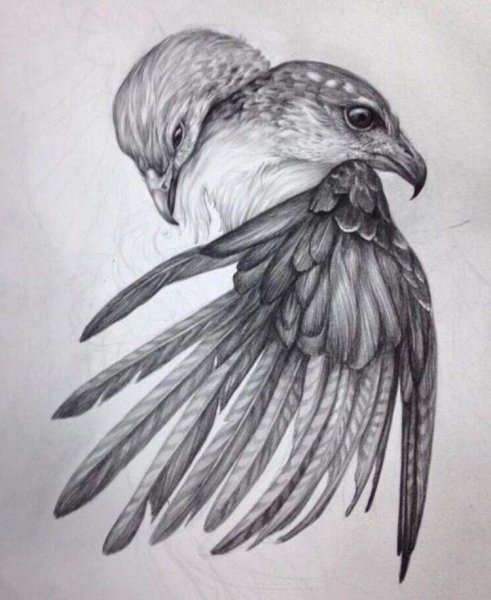 Птица арт карандашом