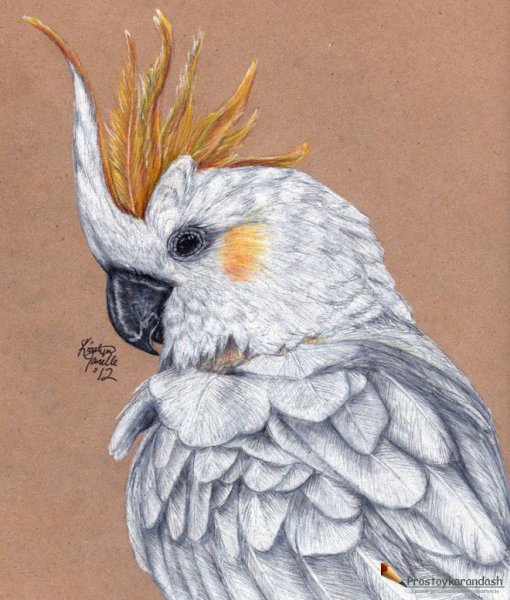 Птицы цветными карандашами