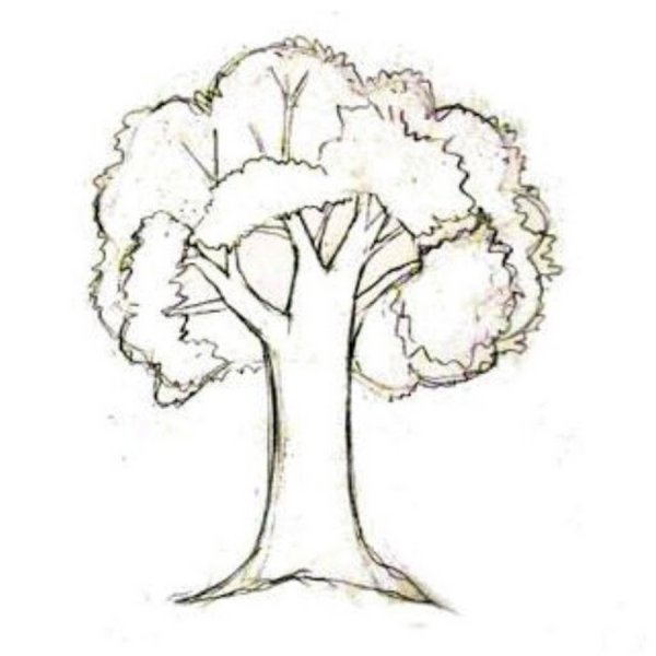 Дерево Сакура карандашом