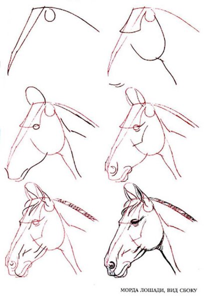Рисованная лошадь сбоку для начинающих