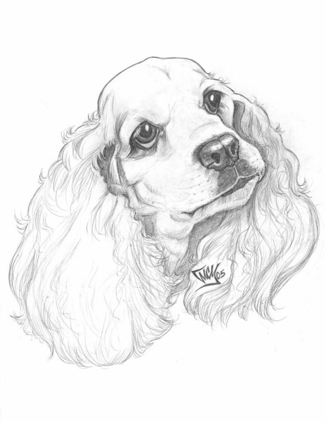 Кокер спаниель рисованй