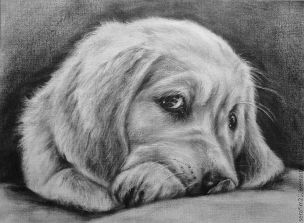 Собака рисунок карандашом