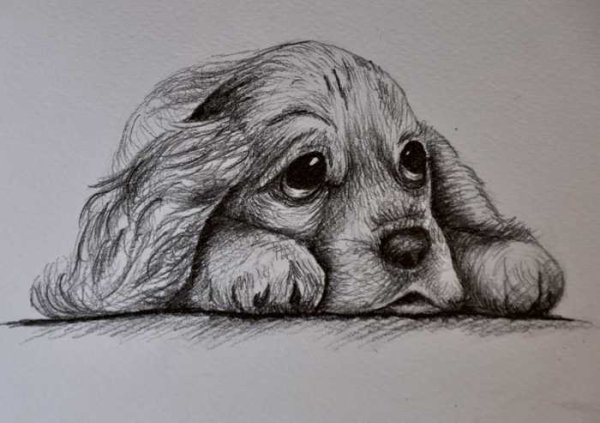Щенок рисунок карандашом