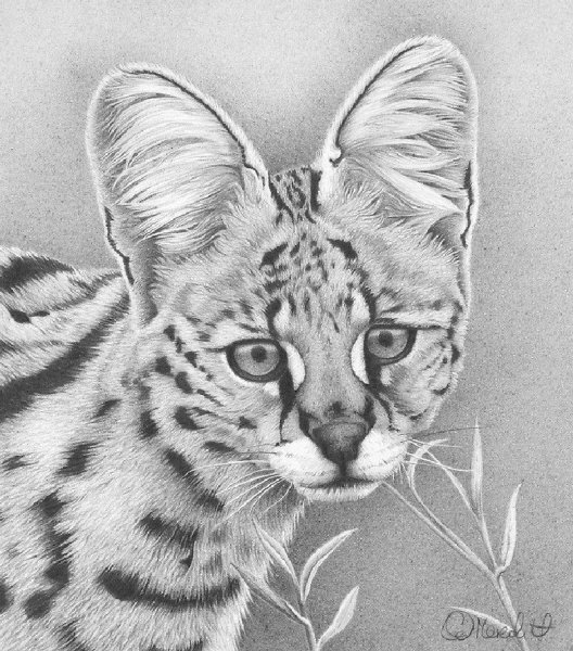 Рисунки животных карандашом