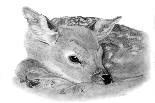 Красивые рисунки