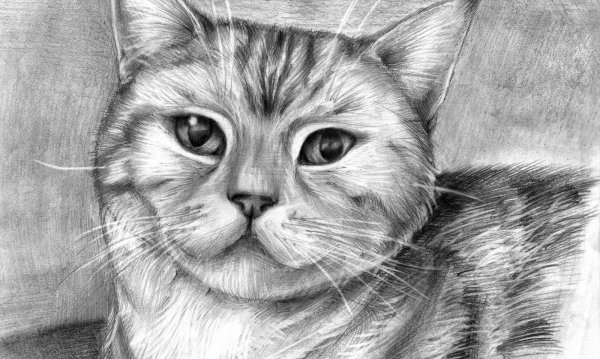 Животные рисунки