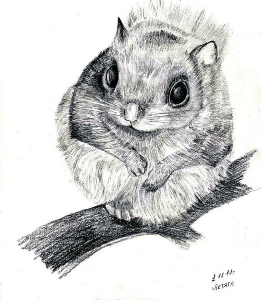 Рисунки животных карандашом