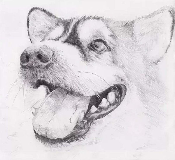 Рисунки животных карандашом