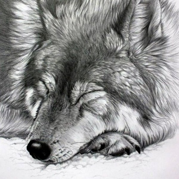 Волк рисунок
