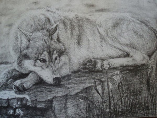 Картины карандашом