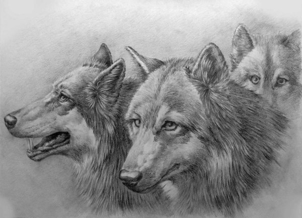 Волк карандашом
