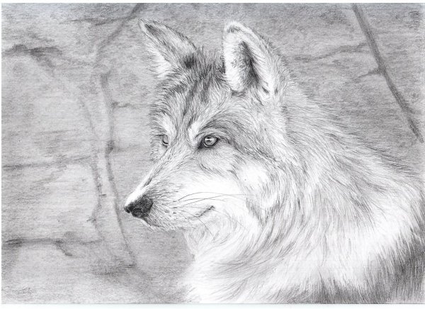 Волки рисунки карандашом для начинающих