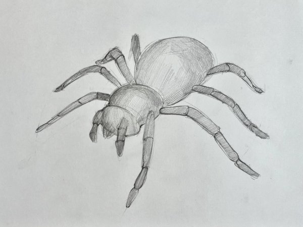 Паук карандашом